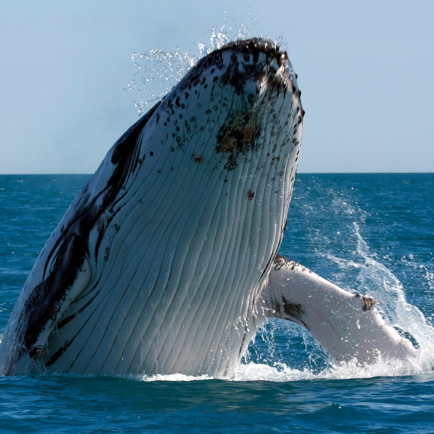 Scientists found evidence suggesting the Dampier Peninsula, north of Broome, is home to an important calving area.