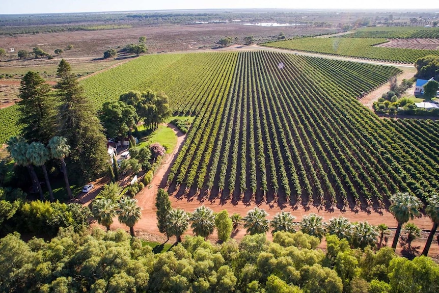 an aerial view of a massive vineyard
