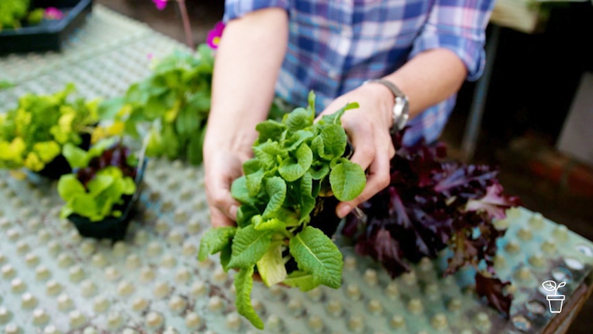 Hands holding punnet of leafy green plant