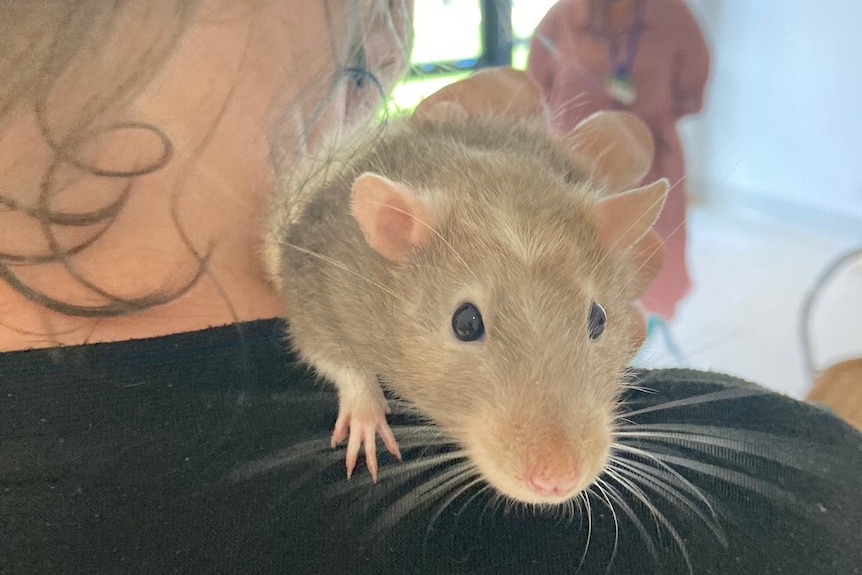 A rat on someone's shoulder.