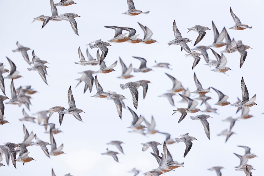 Migratory shorebirds in a flock.