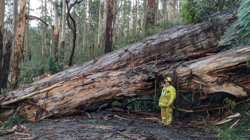 In a dense Eucalypt forest, a man in head-to-toe yellow hi-vis uniform appears miniscule next to a fallen tree.