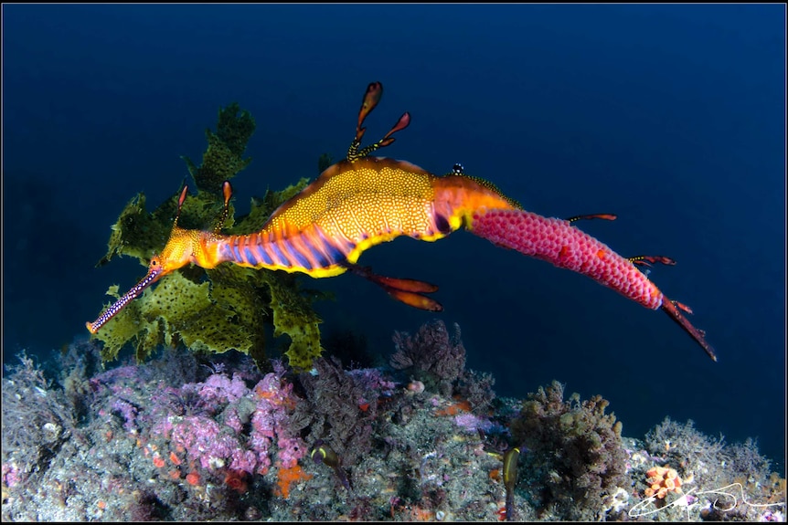 A weedy seadragon showing vivid pink and yellow colours and markings. 