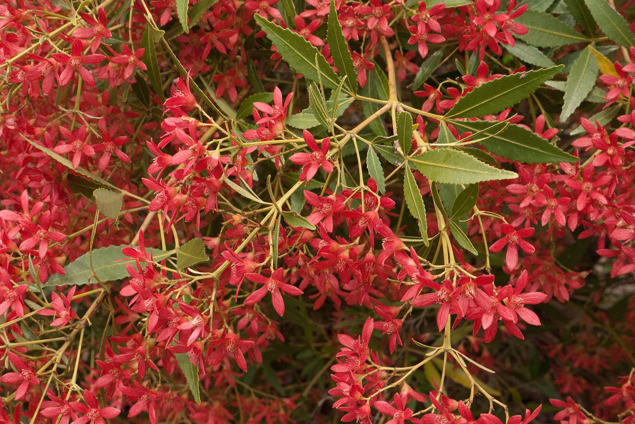 Bright red flowers on a green bush. 