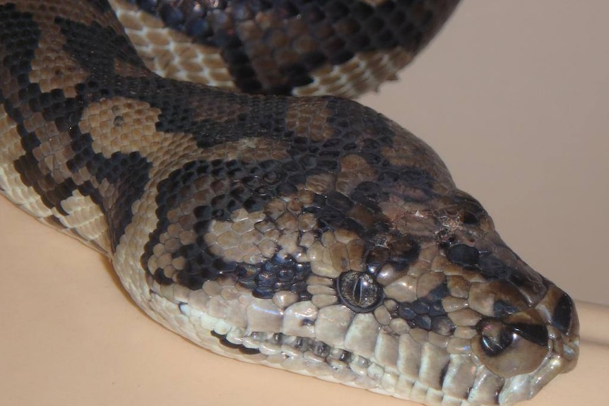 A head shot of a carpet python