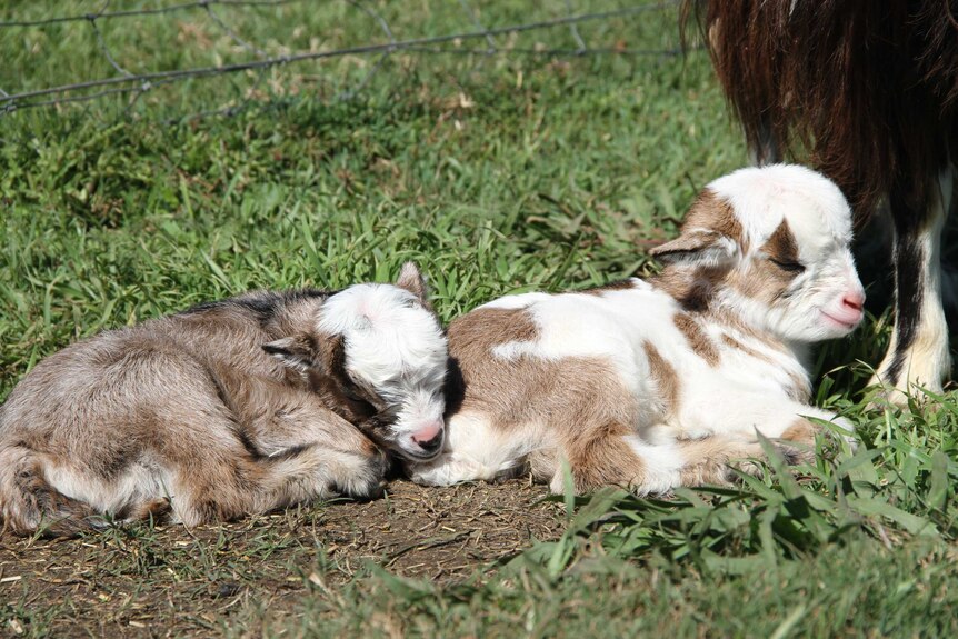 Miniature goats napping at a farm in Queensland's Mary Valley