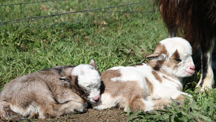 Miniature goats napping at a farm in Queensland's Mary Valley