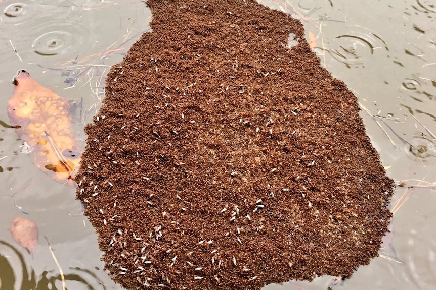 Fire ants form a raft in Houston floodwaters.