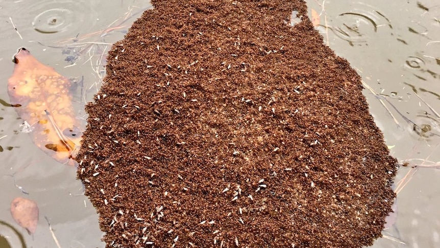 Tropical Storm Harvey: Fire ants join together to make living raft in ...