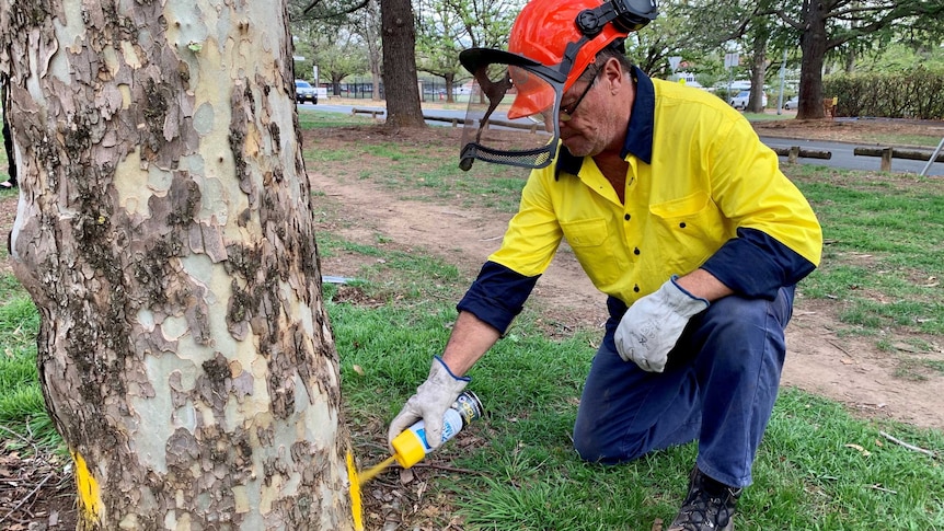 A man in hi-vis clothes and a helmet sprays yellow paint on a tree trunk.