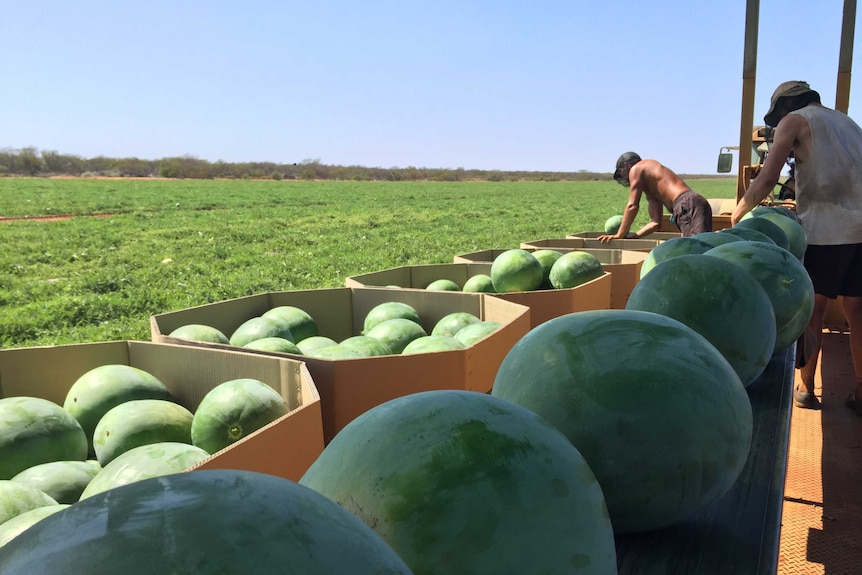 Watermelon harvest