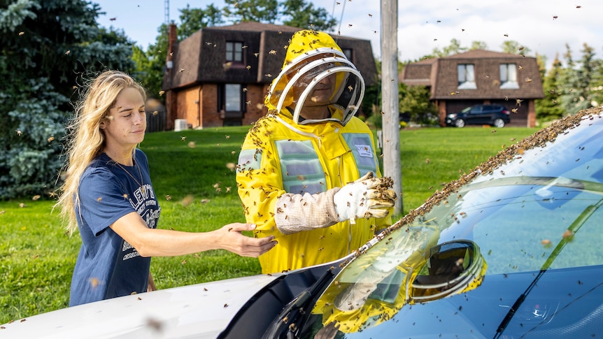 Kanada’da sürücülere, Ontario’da beş milyon arı dolu bir kamyonun yola çarpmasının ardından camlarını kapatmaları söylendi.