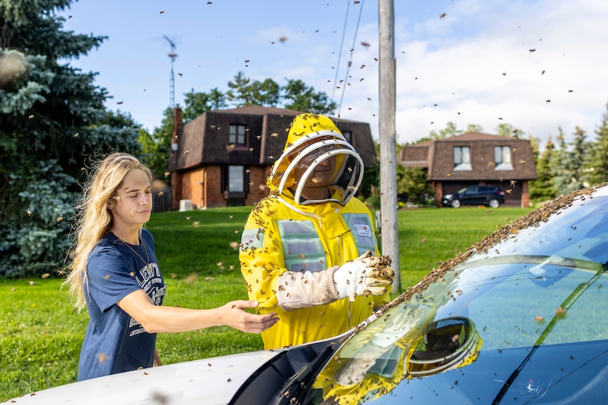 A beekeeper and a woman in a tshirt scoop bees off the front of a car. 