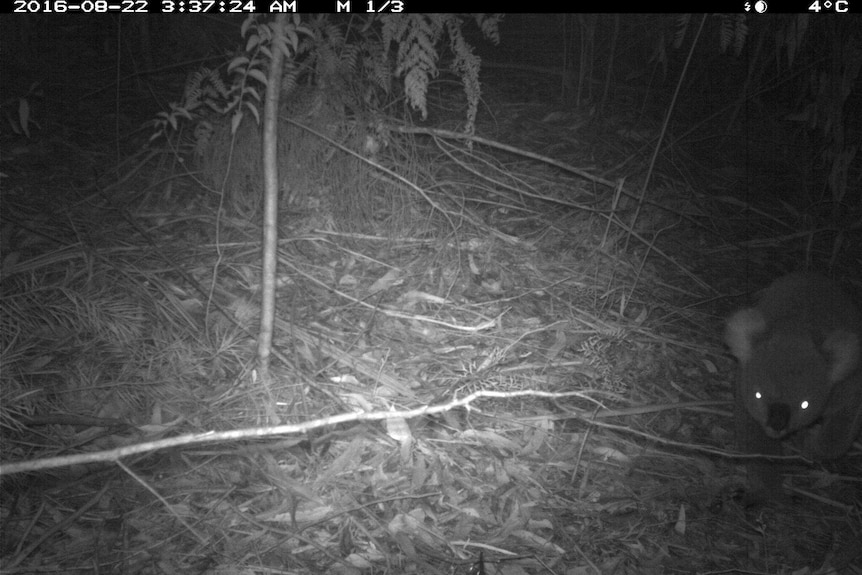 An infrared camera capture a koala on the ground in bushland.