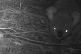An infrared camera capture a koala on the ground in bushland.