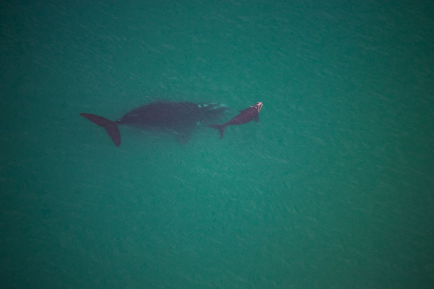 An adult southern right whale and its calf frolic off Victoria's south-west coast.