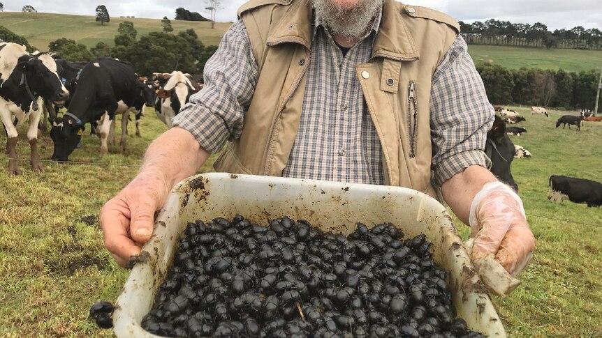A man smiles and holds out a tray of dung beetles in a paddock.