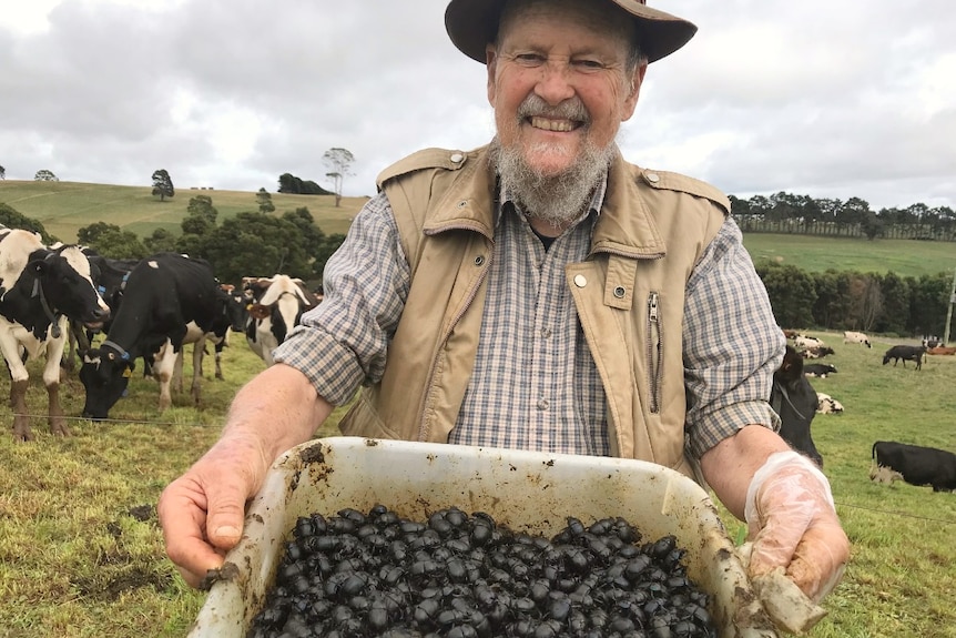A man smiles and holds out a tray of dung beetles in a paddock.