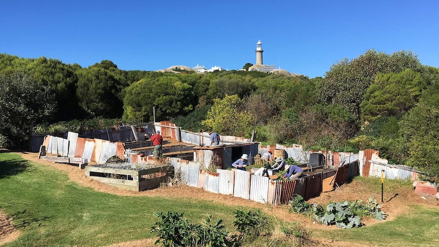 Volunteers from the Australian Garden History Society and NPWS rangers restoring the Montague Island kitchen garden