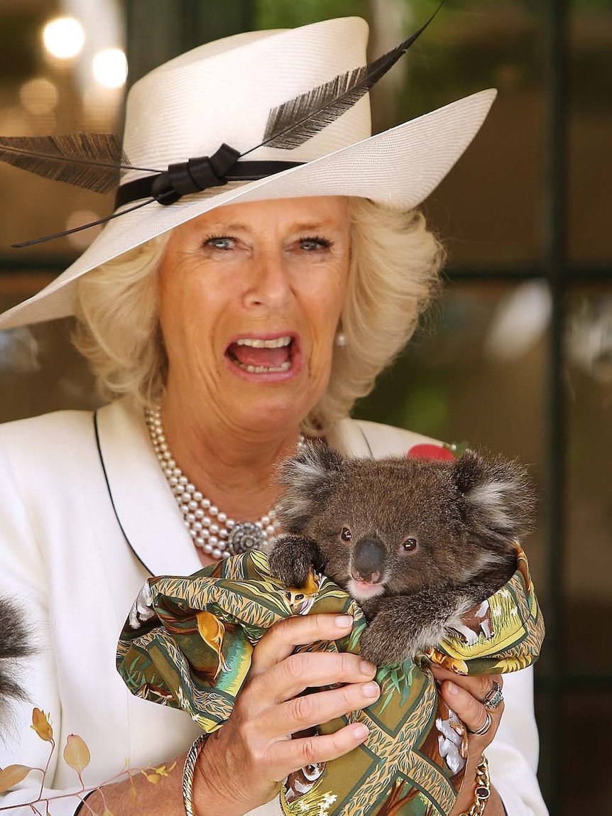 The Duchess of Cornwall holds a koala