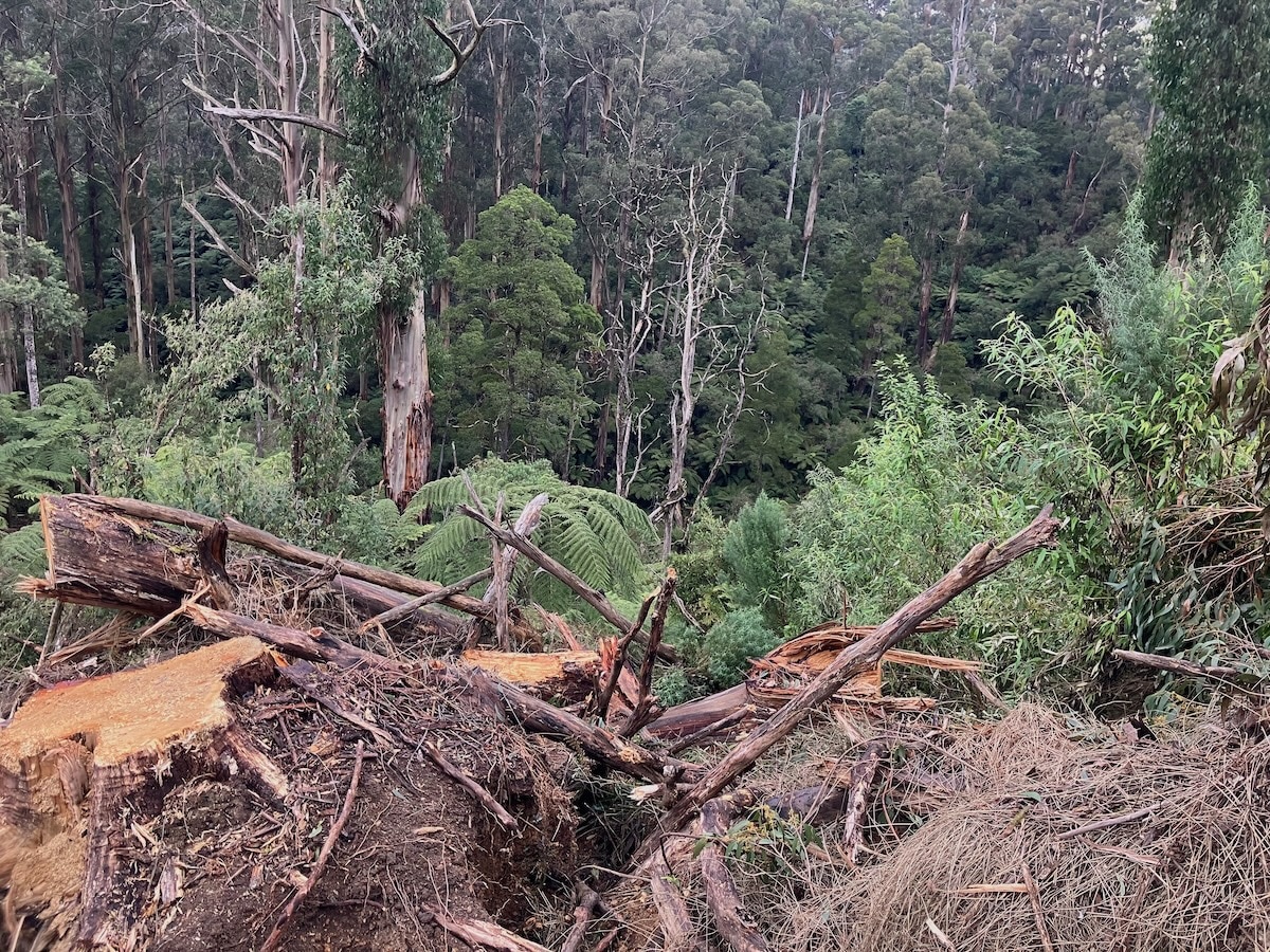 Sustainable timber certification under fire