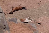 Horse carcasses lie in a dry waterhole in central Australia