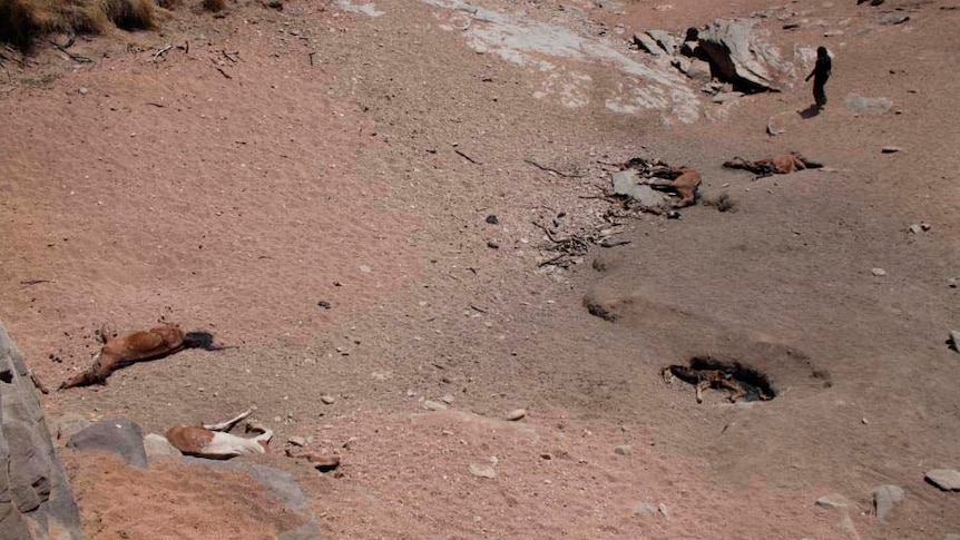 Horse carcasses lie in a dry waterhole in central Australia