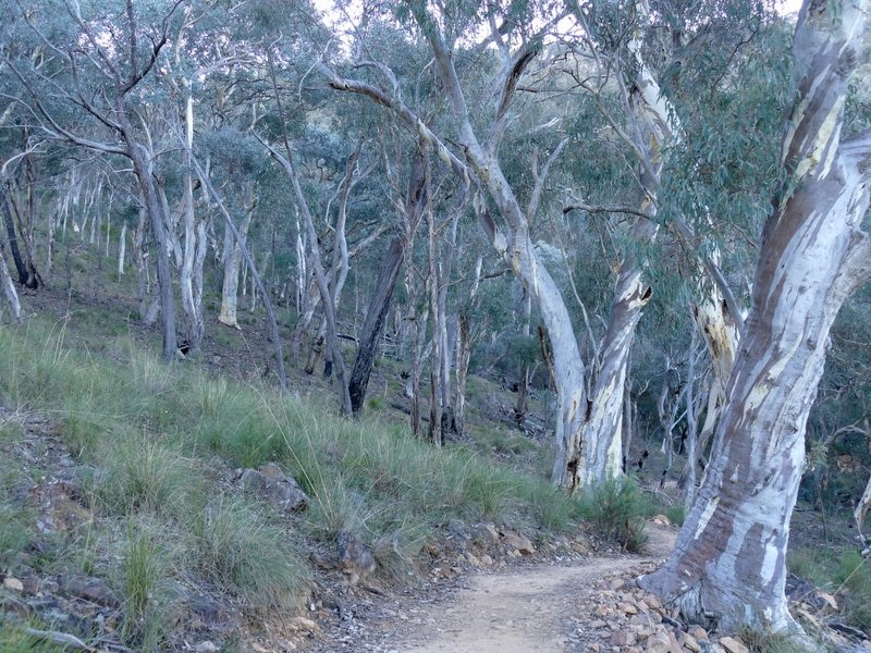 Brittle gums on Black Mountain