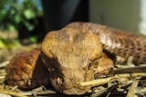 Close up of olive coloured death adder head with body blurred in the background.