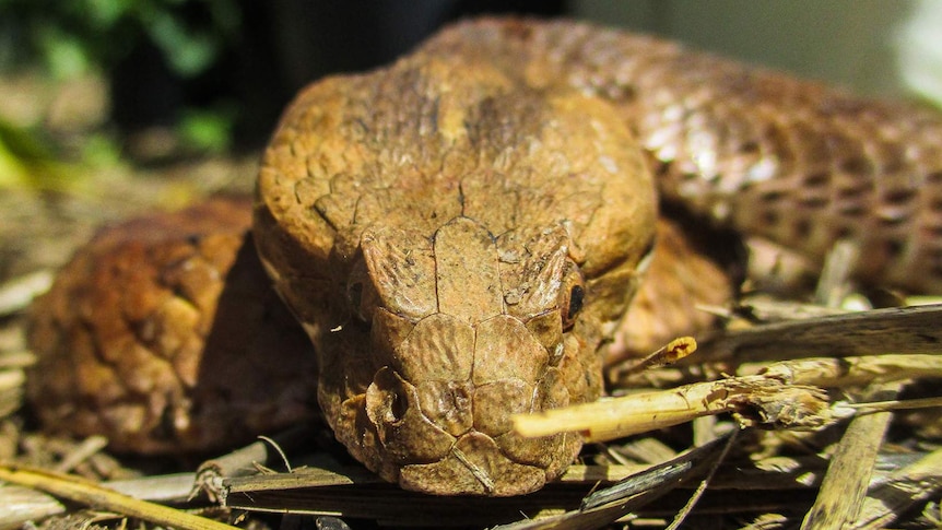 Close up of olive coloured death adder head with body blurred in the background.