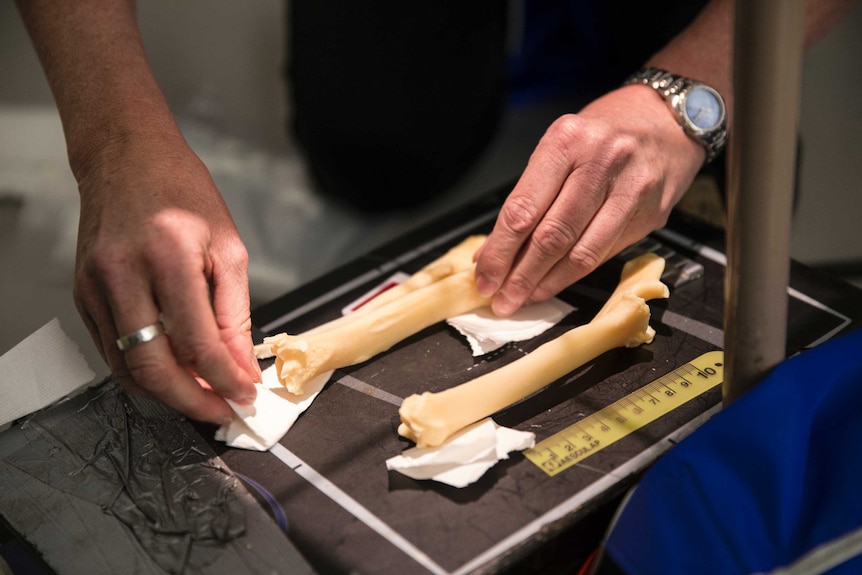 Sheep bones are set up for X-ray to check for signs of osteoarthritis.