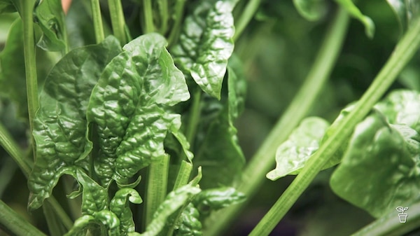 Green leaves of an English Spinach plant.