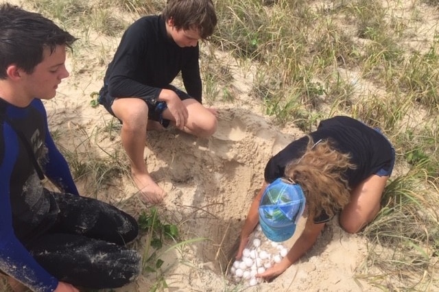 Kids remove turtle eggs in sand.