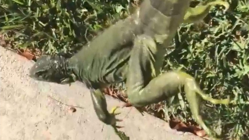 A stunned iguana is picked up in Florida.