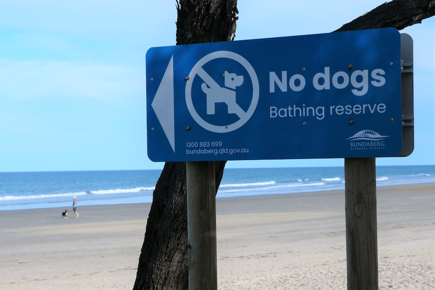 A blue sign on a beach that reads: No dogs.