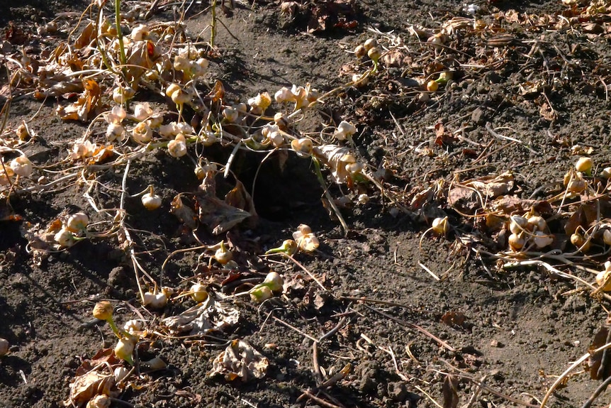 a rats nest in the ground between mungbean crops