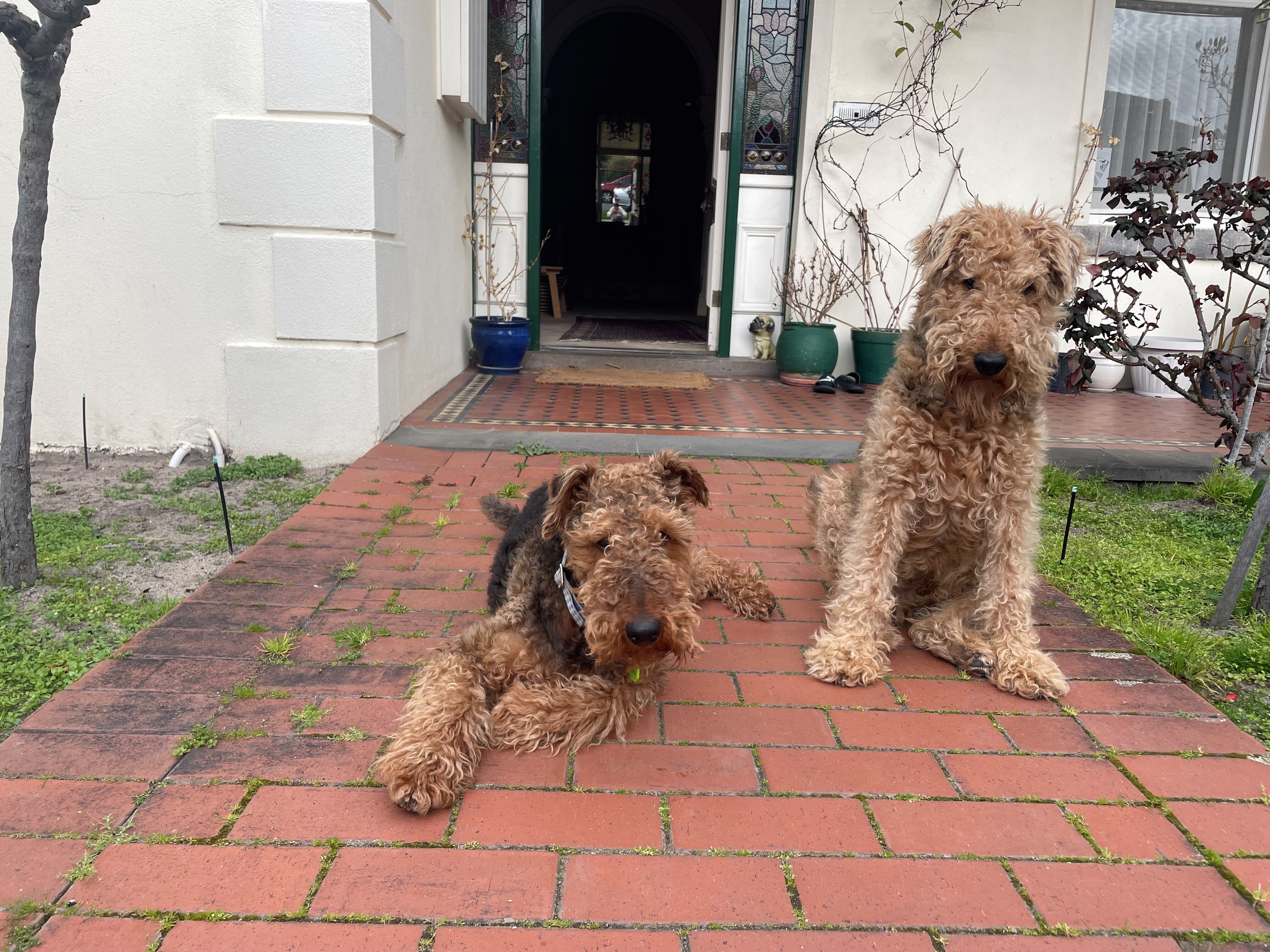 Two Airedale terriers, medium-sized dogs with wiry and woolly fur, on pavers outside a house