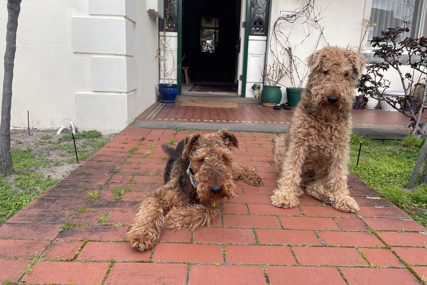 Two Airedale terriers, medium-sized dogs with wiry and woolly fur, on pavers outside a house