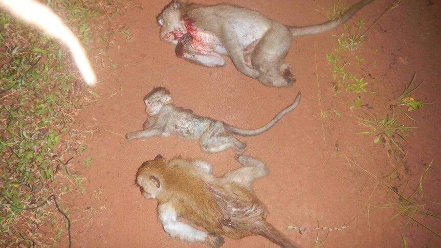 The dead bodies of three monkeys slaughtered by poachers are laid on the ground.