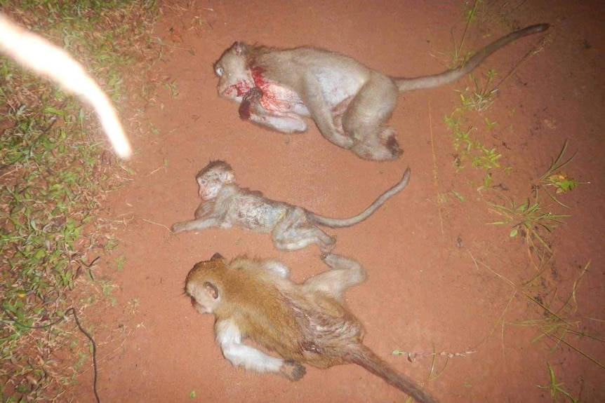 The dead bodies of three monkeys slaughtered by poachers are laid on the ground.