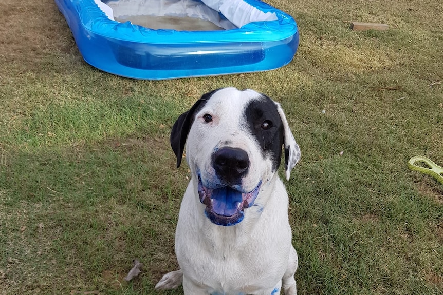 a dog smiles at the camera with blue ink on its tongue and legs