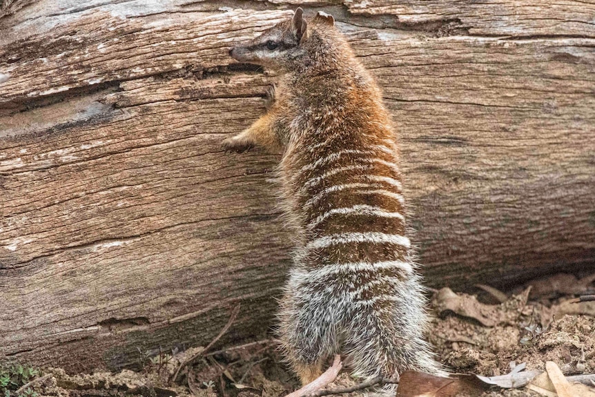 Numbat standing on hind legs against a log