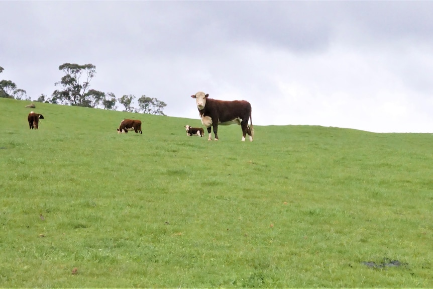 Cow in a paddock.