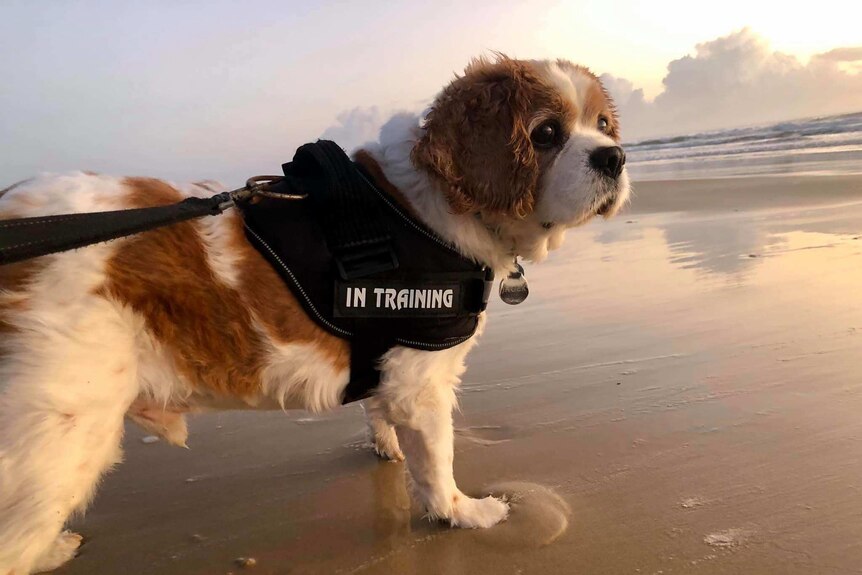 A dog at the beach wearing a jacket that says 'in training'.