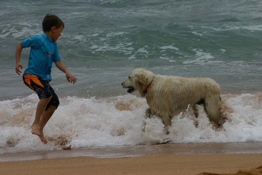 A boy plays in the surf with a dog at the beach.
