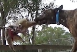 A greyhound bites a possum being used as live bait