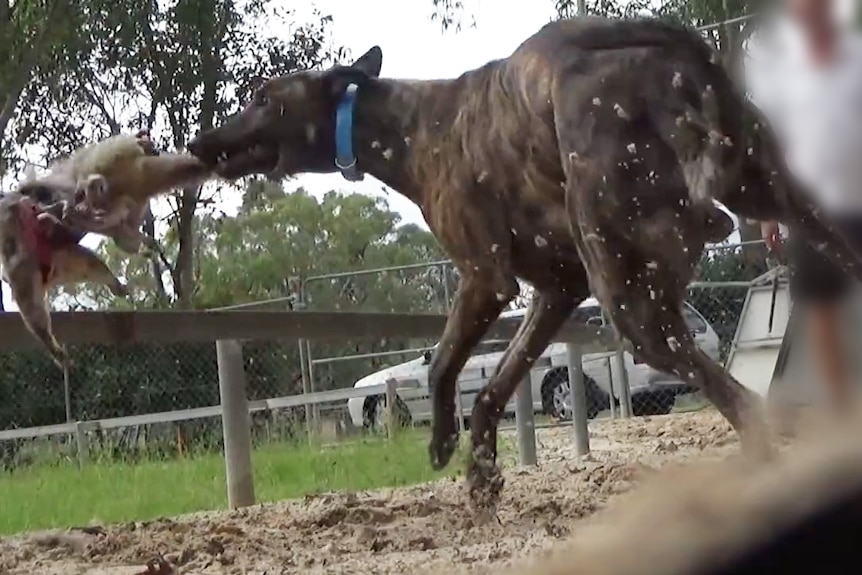 A greyhound bites a possum being used as live bait