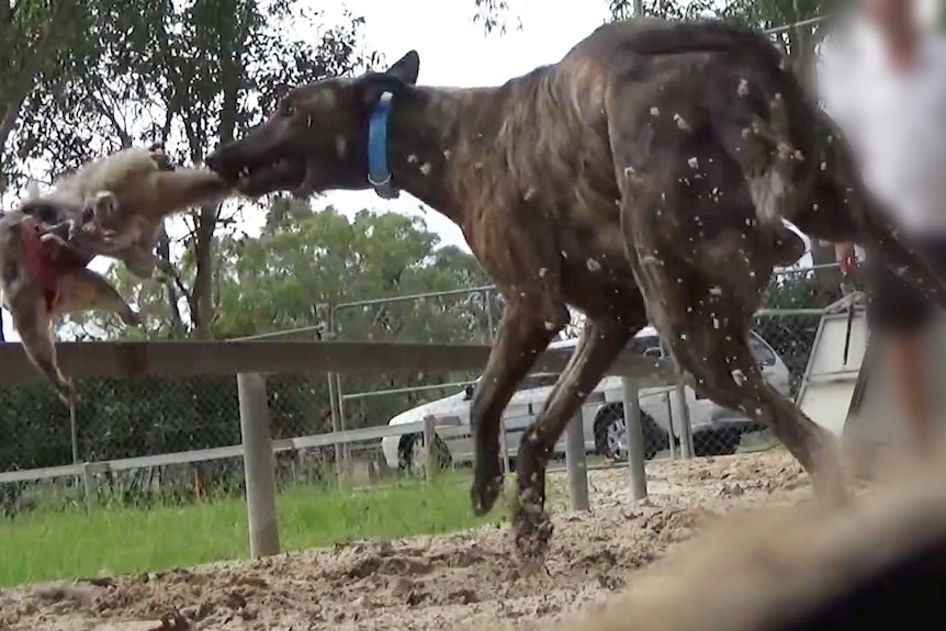 The state government has responded to this week's ABC Four Corners program by having the Greyhound Racing New South Wales Board and CEO stand aside.