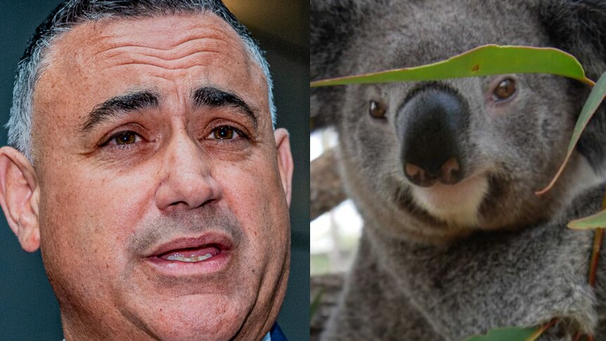 John Barilaro and a koala