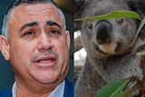 John Barilaro and a koala